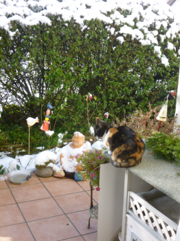 Petula Bild von Petula