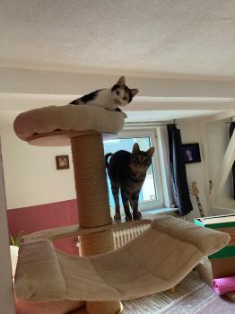 Mishu Bild von Mishu