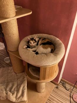 Mishu Bild von Mishu