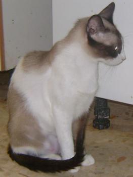 Canela Bild von Canela