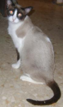 Canela Bild von Canela