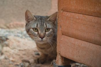 Mishi Bild von Mishi