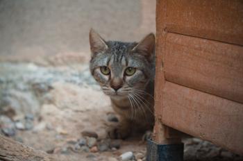 Mishi Bild von Mishi