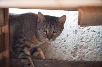 Mishi Bild von Mishi