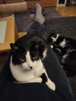 Noshi Bild von Noshi