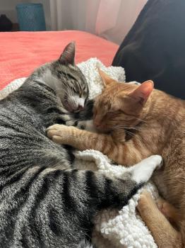 Brioche Bild von Brioche