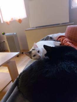 Babush Bild von Babush