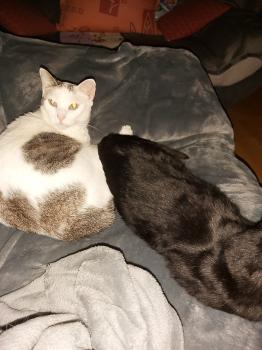 Babush Bild von Babush