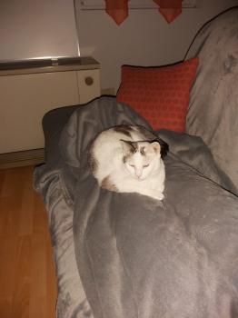 Desirée Bild von Desirée