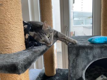 Ivor Bild von Ivor