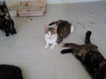 Tigris Bild von Tigris