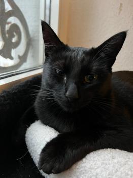 Tashi Bild von Tashi