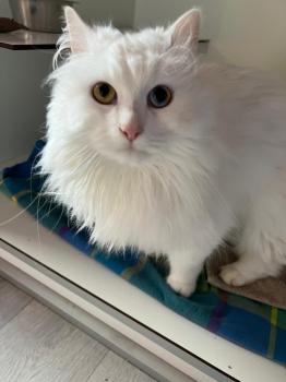 Bruma Bild von Bruma
