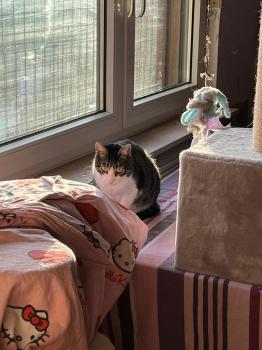 Lino Bild von Lino