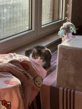 Lino Bild von Lino