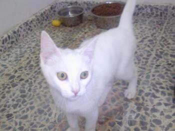 Blanquito Bild von Blanquito