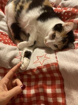 Mishu Bild von Mishu