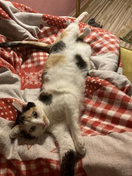 Mishu Bild von Mishu