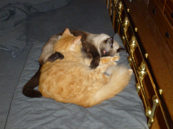 Elda Bild von Elda