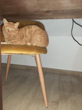 Carmelo Bild von Carmelo