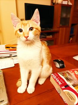 Benji Bild von Benji