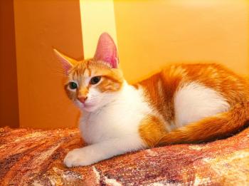 Benji Bild von Benji