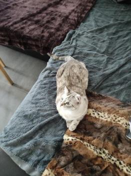 Saré Bild von Saré