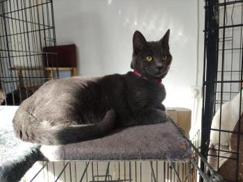 Dottie Bild von Dottie