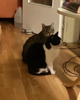Belle Bild von Belle