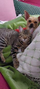 Tigre Bild von Tigre
