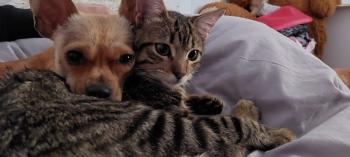 Tigre Bild von Tigre