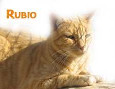 Rubio Bild von Rubio