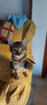 Tigre Bild von Tigre