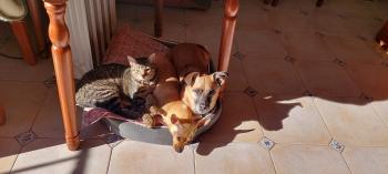 Tigre Bild von Tigre