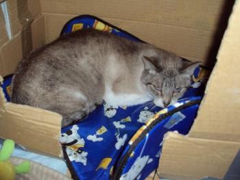 Keops Bild von Keops