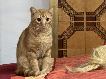 Taco Bild von Taco