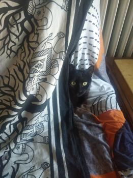 Moki Bild von Moki
