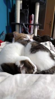 Tabby Bild von Tabby