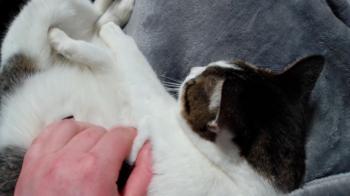 Tabby Bild von Tabby