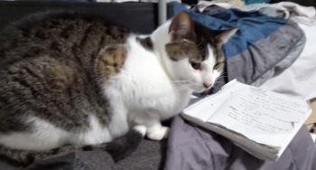 Tabby Bild von Tabby