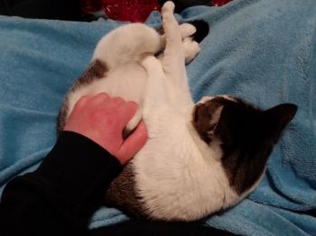 Tabby Bild von Tabby