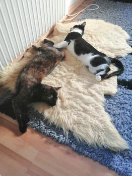 Nena Bild von Nena