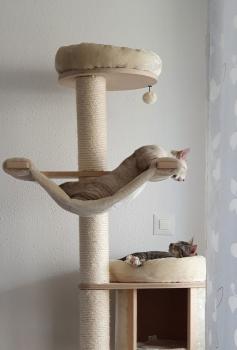 Requeson Bild von Requeson