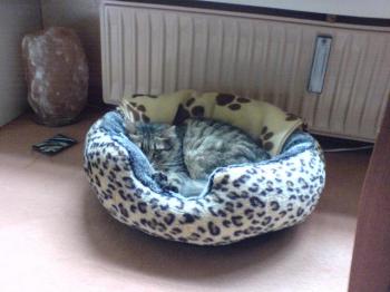 Lissa Bild von Boreal