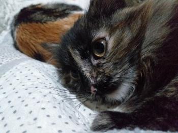 Hanna Bild von Hanna