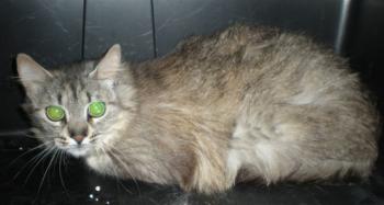 Auri Bild von Auri