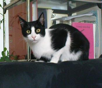 Bibo Bild von Bibo