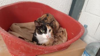Loira Bild von Loira