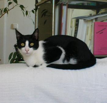 Bibo Bild von Bibo