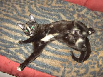 Kitty Bild von Kitty